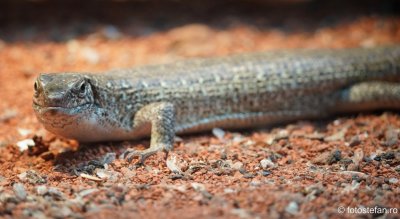 gradina-zoologica-bucuresti-reptile_03.JPG