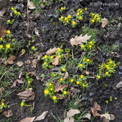 Aconite Visible