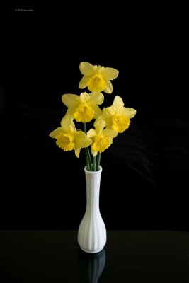 Spring Means Daffodils