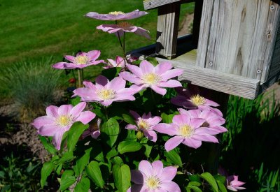 Clematis