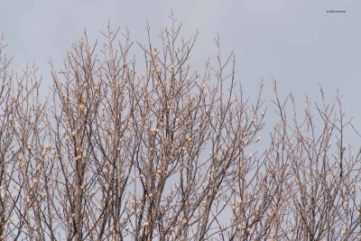 Tree Buds