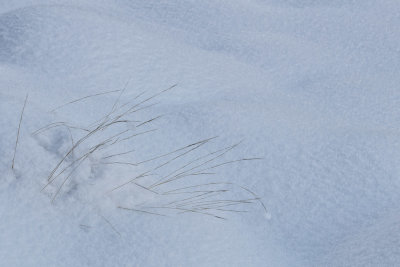 Grass_5056.jpg