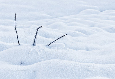 Ocotillo_5063.jpg