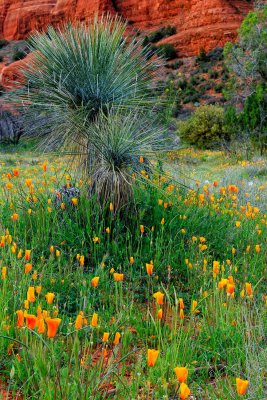Yucca_5776.jpg