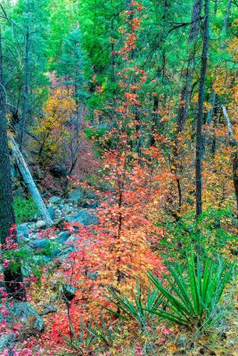 Cave_springs_9087.jpg