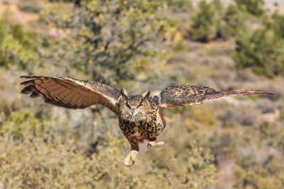 Great Horned owl_1136.jpg