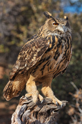 Great Horned Owl_1074.jpg