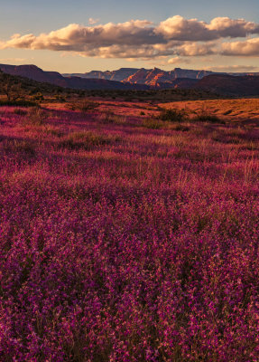 Sycamore canyon 1984.jpg