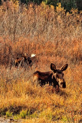 Moose 5601.jpg