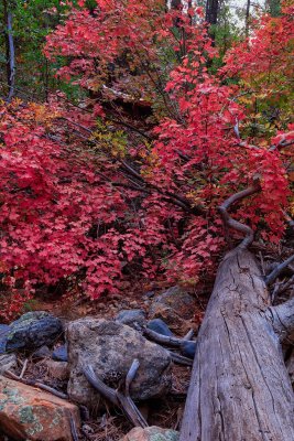 Cave Springs 5752.jpg
