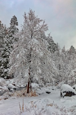 oak Creek snow 6145.jpg