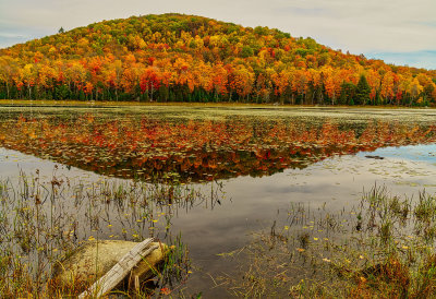 Vermont turtle lake 2906.jpg