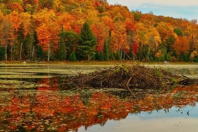 vermont turtle lake 2929.jpg