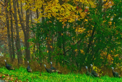 Vermont wild turkeys 3071.jpg