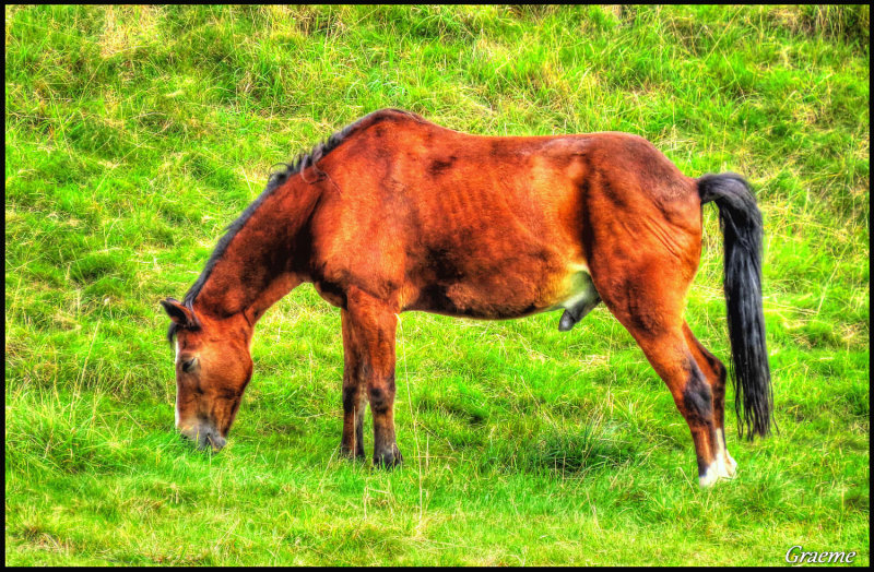 Grazing Horse