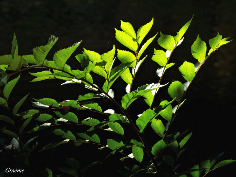 Catching The Light
