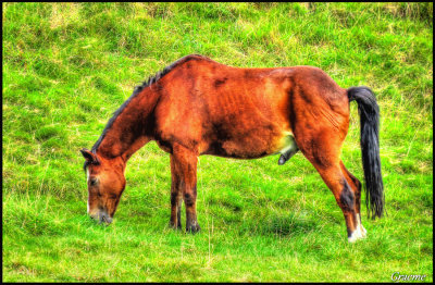 Grazing Horse