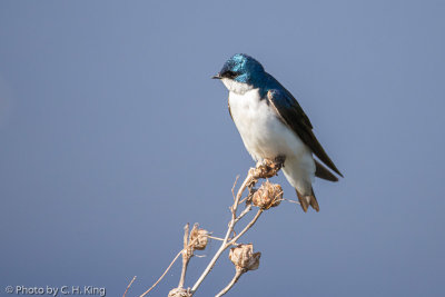 Tree Swallow