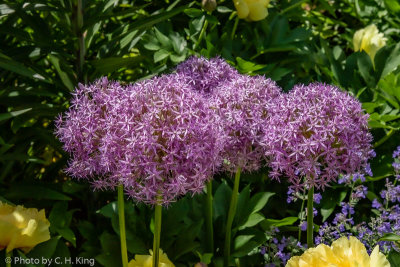 Ornamental Onion Globemaster