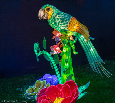Parrot - Chinese Lantern Festival
