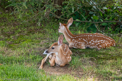 Twin White-Tailed Deer Fawns 