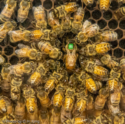Queen Bee & Her Entourage