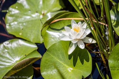 American White Water-lily