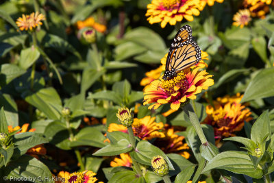 Monarch Butterfly on a Zinnia