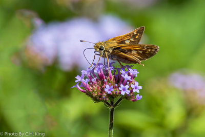 Silver - spotted skipper Butterfly