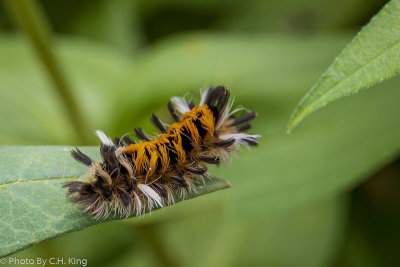 Milkweed Tiger Moth Larva