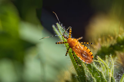 Orange Assassin Bug - Pselliopus barberi