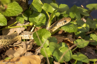 Garter Snake