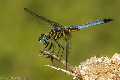 Dragonfly Blue Dasher - male