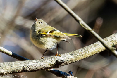 Ruby-crowned Kinglet