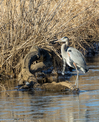 Great Blue Heron