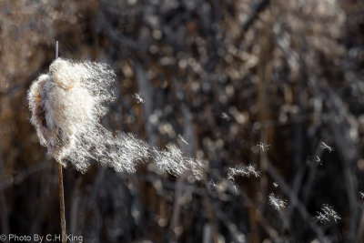 Cattail - spreading seed in the wind.