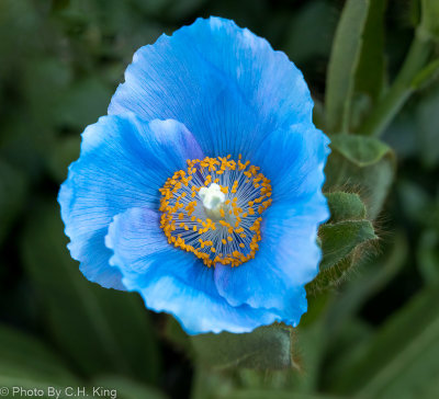 Blue Poppy - Meconopsis Lingholm 