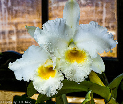 Orchid - Cattleya Alma Nielsen