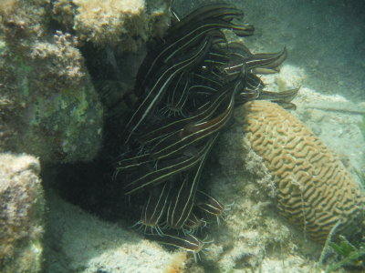 Gestreepte koraalmeerval