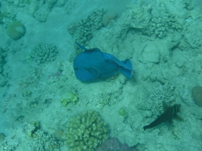 Blauwe trekkervis