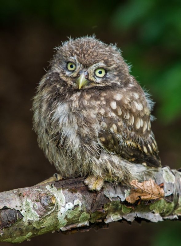 Young Little Owl 3