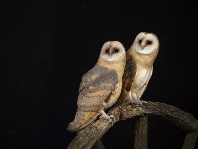 2 young Barn Owls - 2 jonge kerkuilen