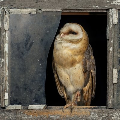 Barn Owl - Kerkuil