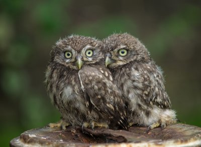 Young Little Owls