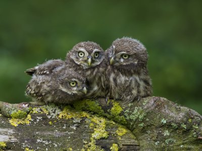 Three young Little Owls