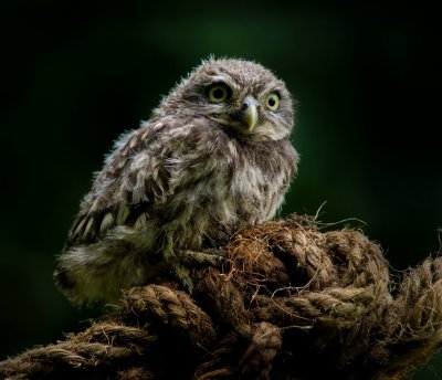 Young Little Owl 2