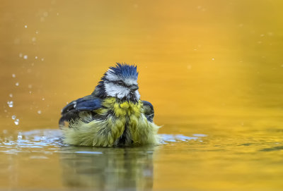 Blue Tit