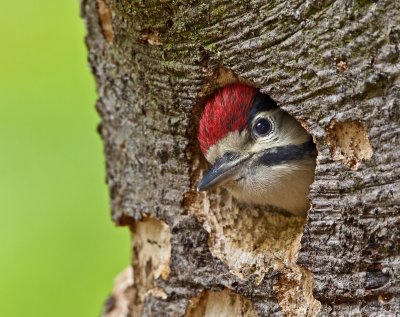 Great Spotted Woodpecker