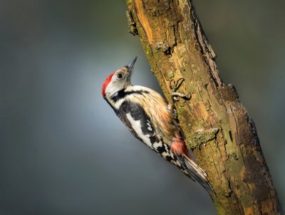 Middle spotted woodpecker.