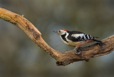 Middle spotted woodpecker.